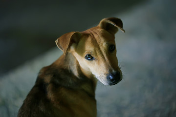 sad puppy mutts / small dog portrait, looking at the camera