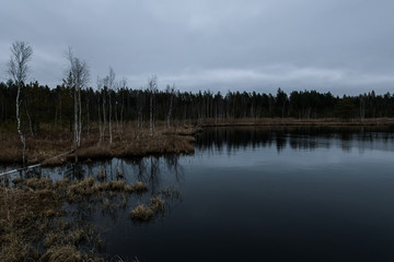 Forest lake