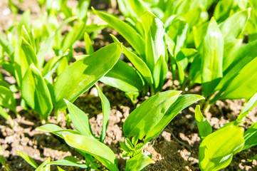 Summer green grass closeup. Large leaves. Agricultural field with plants in the sun. Background for graphic design of agro booklet.
