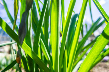 Summer green grass closeup. Large leaves. Agricultural field with plants in the sun. Background for graphic design of agro booklet.