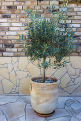 olive tree in terracotta pot
