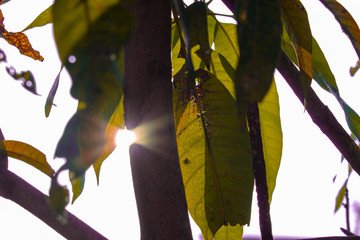 autumn leaves on the ground