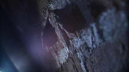 Close up small sleeping lesser horseshoe bat covered by wings, hanging upside down on top of cold...