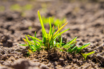 Green grass grows up close up. Macro photo.