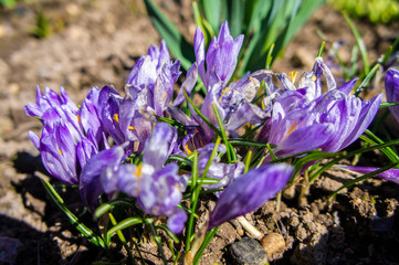 Violet spring flowers close-up. Macro photo.