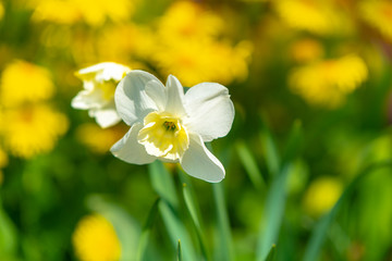 sunny, bright, vibrant spring background with blur effect