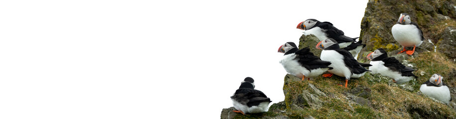 Group of puffins over the rocks with text space