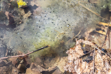Frog roe embryos tadpoles close-up. Macro photo.