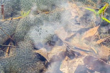 Frog roe embryos tadpoles close-up. Macro photo.