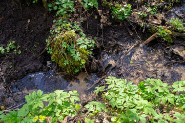 Naklejka na ściany i meble Creek in the forest with greens mud.