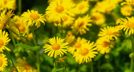 sunny, bright, vibrant spring background with blur effect