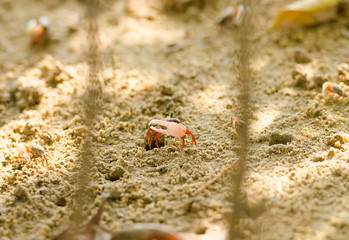 Uca vocans, Fiddler Crab walking in mangrove forest at Phuket beach, Thailand