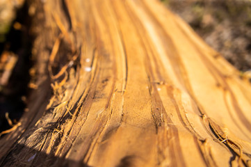 Beautiful wood texture closeup. Macro photo.