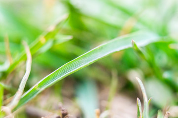 Summer green grass closeup. Large leaves. Agricultural field with plants in the sun. Background for graphic design of agro booklet.