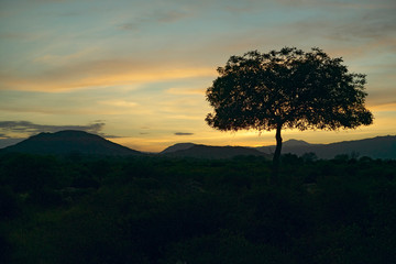 Sunset Acacia tree in Tsavo National park, Kenya, Africa