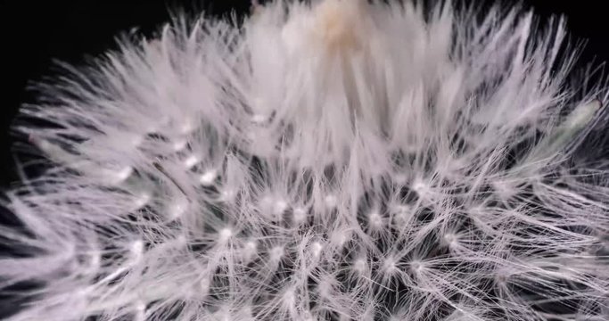 extreme macro timelapse, dried dandelion seed head open up, black background