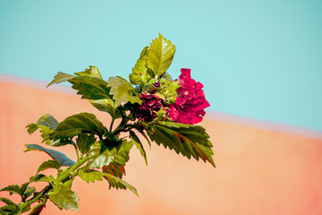 RED Hibiscus FLOWER WITH BACKGROUND IN GARDEN