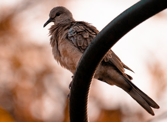 THIS IS THE PHOTO OF ORIENTAL TURTLE DOVE