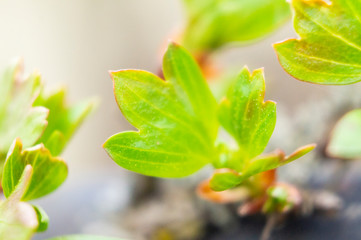 Spring green plant leaf grows close up. Macro photo.