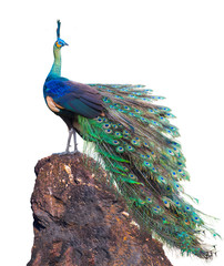 Beautiful peacock on a rock on white background. © sunti