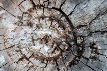 Old wood stump texture closeup. Macro photo.