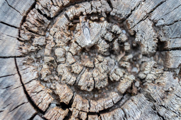 Old wood stump texture closeup. Macro photo.