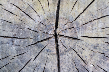 Old wood stump texture closeup. Macro photo.