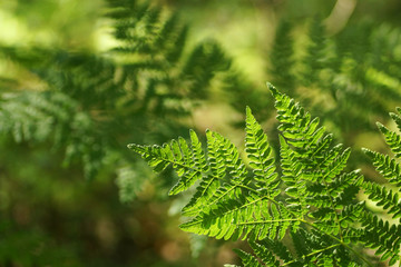 Fern in the forest