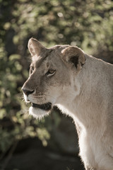 Lion in the Maasai Mara national Park, Kenya