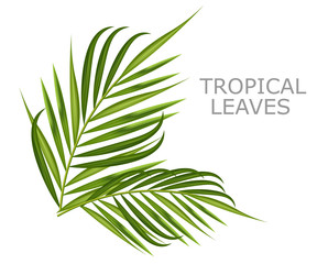 Tropical leaves realistic isolated, white background, summer banner vector illustration