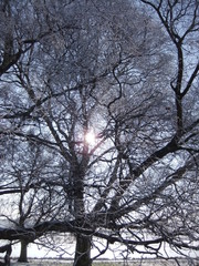 bare winter trees in snow covered landscape with bright sunlight and clear blue sky
