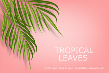 Tropical leaves realistic isolated, pink background, summer banner vector illustration
