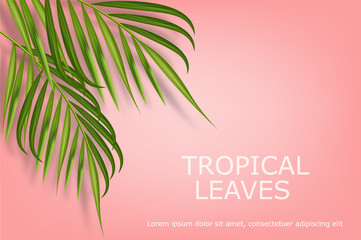 Obraz premium Tropical leaves realistic isolated, pink background, summer banner vector illustration