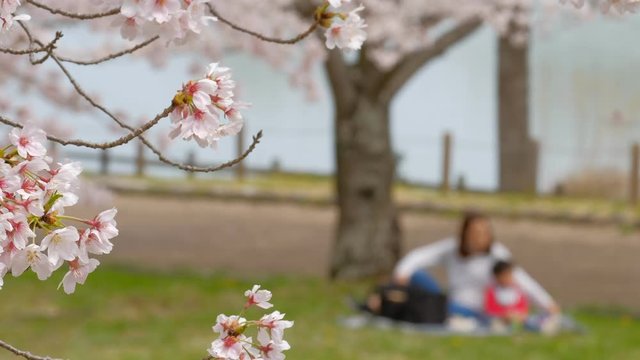 お花見をする家族　親子　公園　桜　