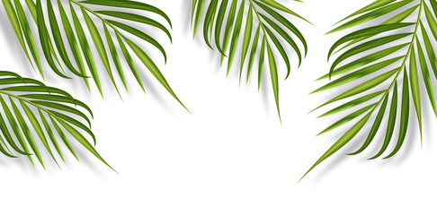 Tropical leaves realistic isolated, white background, summer banner vector illustration