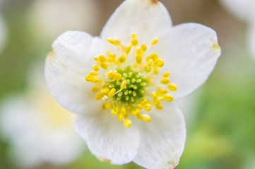 White flower close-up. Macro photo.