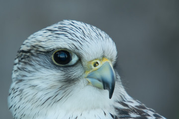 A gyrfalcon (Falco rusticolus) close up portrait