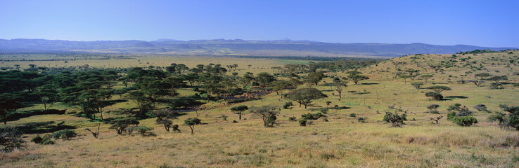 Fototapeta na wymiar Panoramic landscape of Lewa Conservancy, Kenya, Africa with Mount Kenya in view