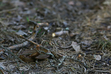 poisonous dangerous snake, viper in the wild, Russia swamp
