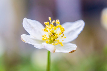 White flower close-up. Macro photo.