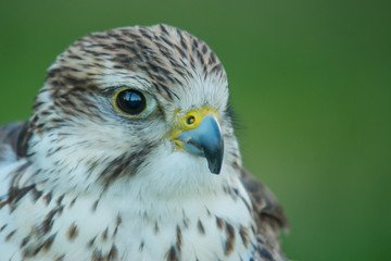 A saker falcon (Falco cherrug) close up portrait