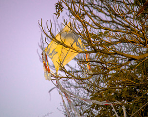 PHOTO OF KITE STUCK ON THE TREE