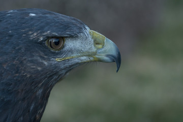 A black-chested buzzard-eagle (Geranoaetus melanoleucus) close up portrait.