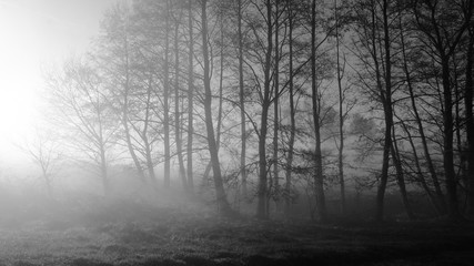 mgła w lesie © Franciszek