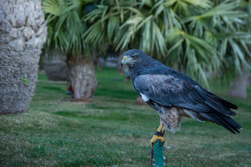 A black-chested buzzard-eagle (Geranoaetus melanoleucus) close up portrait.