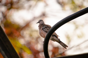 THIS IS THE PHOTO OF ORIENTAL TURTLE DOVE