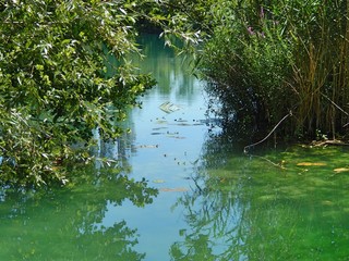 green grass and water