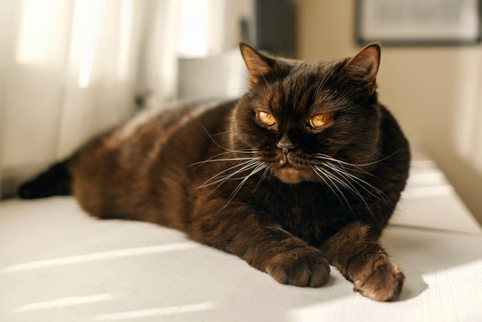 Scottish straight-eared cat lying on the white table close-up, a chocolate-colored animal