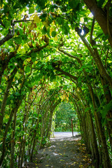 Fototapeta na wymiar Green natural arch in a Stockholm park, Sweden
