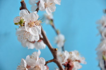 background with flowers